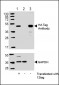 HA Tag Antibody
